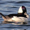Bufflehead